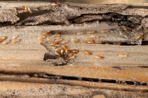 Best Wasp Removal Services  in Windsor, MO